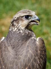 Portrait of Raroh South with a lawn in the background.