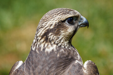 Portrait of Raroh South with a lawn in the background.