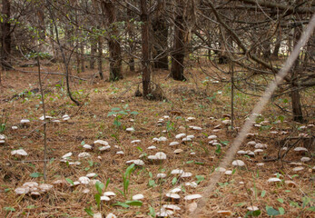 Glade of mushrooms in the autumn forest. Autumn in the forest