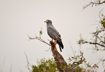 An African harrier-hawk (Polyboroides typus) perched on a tree on the woodlands of central Kruger National Park, South Africa - obrazy, fototapety, plakaty