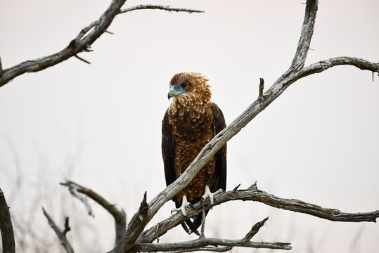 A juvenile bateleur eagle (Terathopius ecaudatus) perched on a bare tree on the woodlands of central Kruger National Park, South Africa
