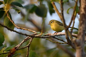 Willow Warbler // Fitis (Phylloscopus trochilus)