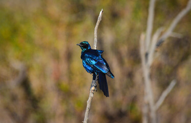A Meves's starling (Lamprotornis mevesii) perched on a twig, southern Kruger National Park, South Africa - obrazy, fototapety, plakaty