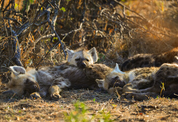 Een nest knuffelende gevlekte hyena-welpen (Crocuta crocuta) in de bossen van het zuidelijke Kruger National Park, Zuid-Afrika