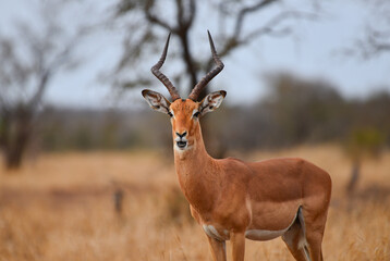 An impala (Aepyceros melampus)  on an overcast morning on the grasslands of central Kruger National...