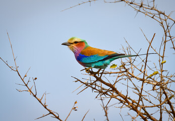 A Lilac-breasted roller (Coracias caudatus) perched on bare branches on the woodlands of central Kruger National Park, South Africa