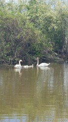 swans on the river