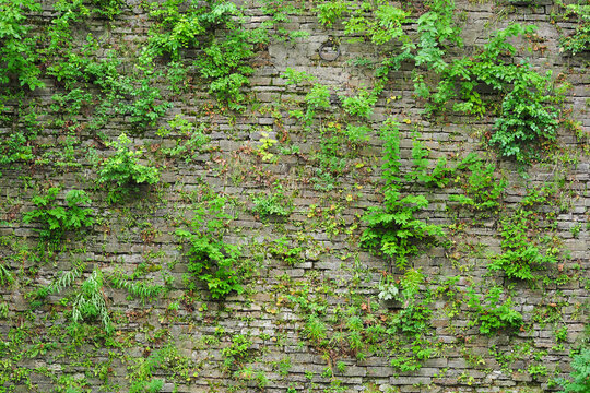 Old brick wall with green creeper plants. Urban decay