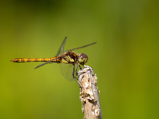 Female Common Darter Resting on a Stick