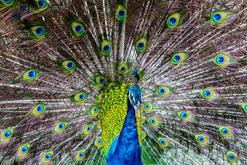 Obraz premium Peacock