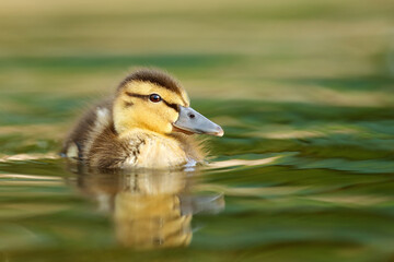 The mallard or wild duck (Anas platyrhynchos) a small duck with down feathers on the water. Small hairy ball. Duckling in the morning sun with green background.