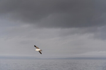 Naklejka premium Seagull flying over misty grey lake with cloudy sky. Beautiful dark and moody nature backdrop for your design in grey colors. Wildlife concept. Copy space.