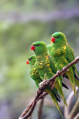 The scaly-breasted lorikeet (Trichoglossus chlorolepidotus), three adults on a branch with a light background. Three green parrots next to each other, with yellow spots on the chest and red beaks.