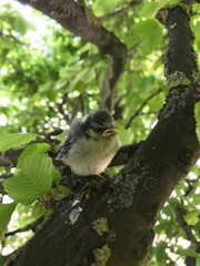 Draußen im Park - Vogel