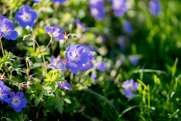  Geranium 'Gerwat' ROZANNE, (cranesbill), floral background