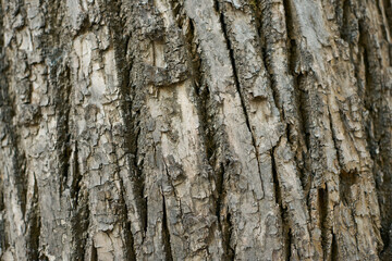 Closeup Tree Bark Texture For Background , Old Wood Tree background surface natural pattern