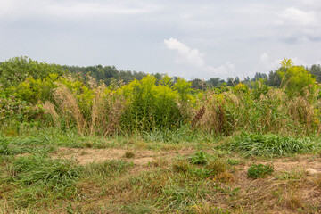 Obraz premium Woods beyond a farm field