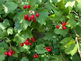 Viburnum berries on a branch.