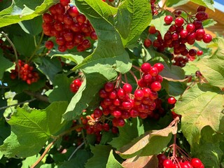 Viburnum berries on a branch.