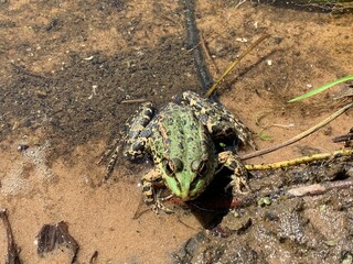 Green spotted frog in the water.