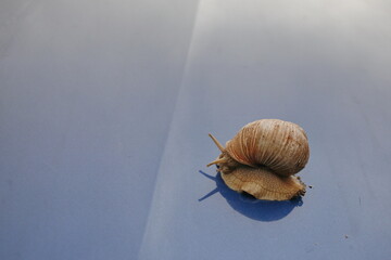 Snail sliding on blue background, with reflection on the water. blue background, close-up.