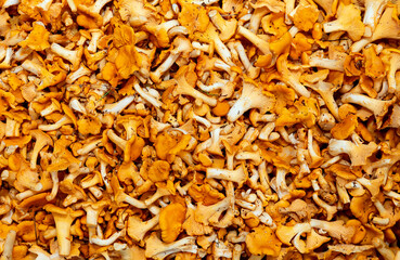 Background of yellow chanterelles. Close-up