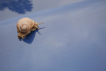 Snail sliding on blue background, with reflection on the water. blue background, close-up.