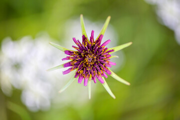 Close up of a flower - 452570593