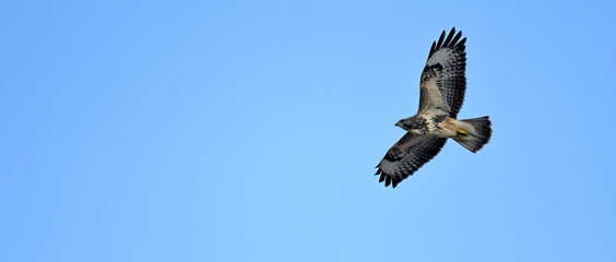 fliegender Mäusebussard // flying Common Buzzard (Buteo buteo)