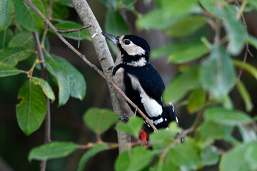 Great Spotted Woodpecker // Buntspecht (Dendrocopos major)