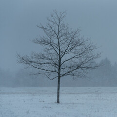 lonely tree in the snowstorm