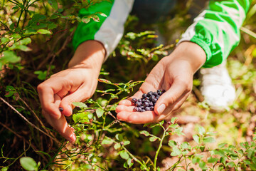 Woman picking wild bilberries in summer forest in Carpathian mountains. Handful of dark blue berries for snack.