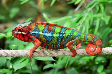 Fototapeten Colored Chameleon © Photo&Graphic Stock