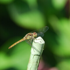 Side view of a yellow tail and translucent wings of a black-tailed skimmer dragonfly