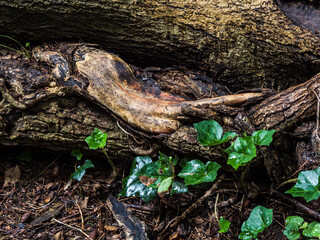 ivy on log