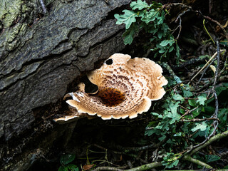 fungus on tree trunk