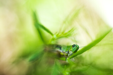 Komik Polny © Wojciech Lisiński