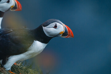 Naklejka premium Atlantic puffin also know as common puffin is a species of seabird in the auk family. Iceland, Norway, Faroe Islands, Newfoundland and Labrador in Canada are known to be large colony of this puffin.