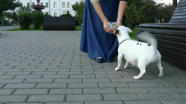 Woman feeding a treat to a pregnant dog in the park on a bench