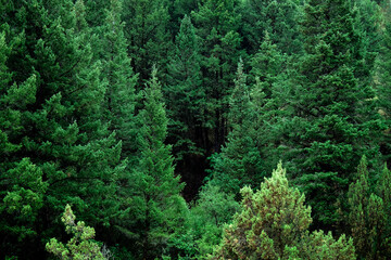 Lush Green Pine Forest in Wilderness Mountains Growth