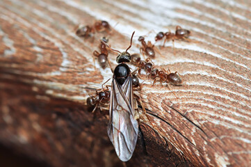 Macro of the Colorado Field Ant queen emerging on wood