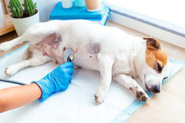 A vet doctor examines a dog lying and sleeping under anesthesia on a disposable diaper, listening to his breath or heart with a stethoscope. Veterinary post-operative care for pets.