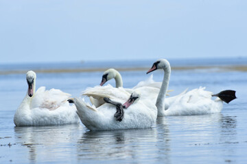 Fototapeta premium swans in the sea,beautiful birds have rest 