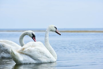Fototapeta na wymiar swans in the sea,beautiful birds have rest 