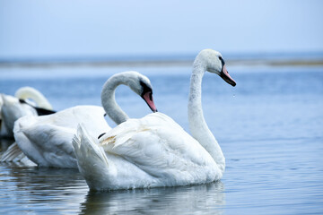 Naklejka premium swans in the sea,beautiful birds have rest 