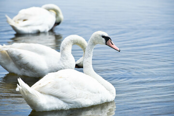 swans in the sea,beautiful birds have rest 