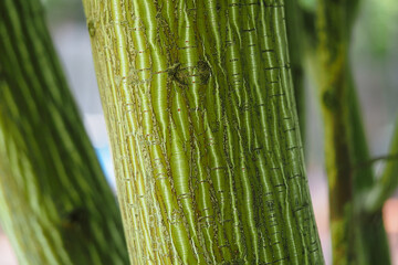 Maple green, the texture of a tree trunk.