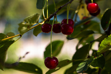 Photo of ripe cherries in summer with green leaves