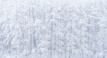 Forest in winter