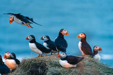 Atlantic puffin also know as common puffin is a species of seabird in the auk family. Iceland, Norway, Faroe Islands, Newfoundland and Labrador in Canada are known to be large colony of this puffin.